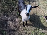 عنزة, LaMancha goats — الصورة 4