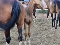 Cal, Akhal-Teke — foto 4