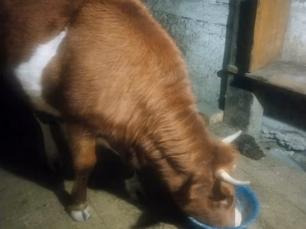 بقرة, Latvian Blue cattle