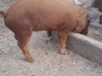 Boar — photo 5