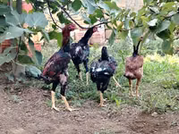 Chickens — Foto 8