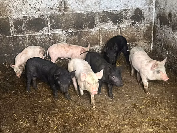 Vier, Porci