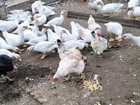 Ducks — foto 1