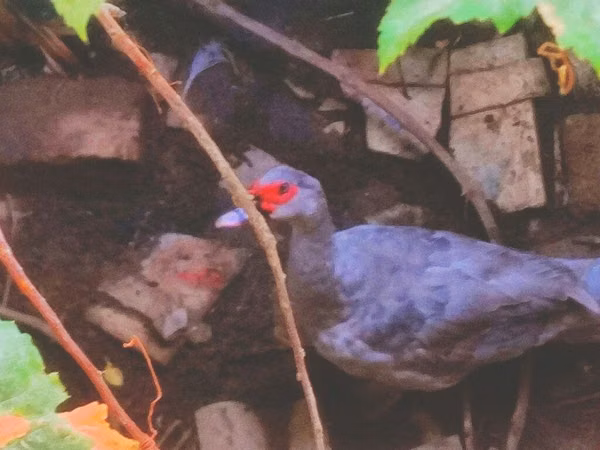 Ducks