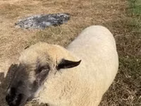 Berbec, Hampshire sheep — foto 1
