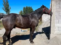 घोड़ा, Karabair horse — फ़ोटो 2