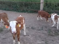 Bulle, Simmental cattle — Foto 2