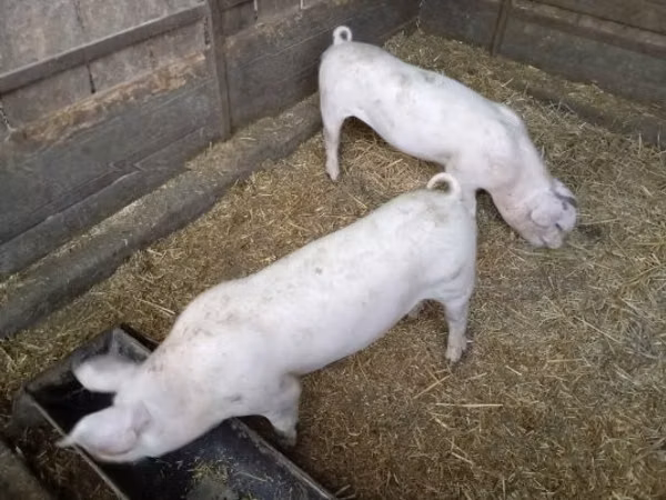 Vier, Porci
