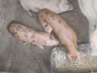 Eber, Schweine — Foto 4