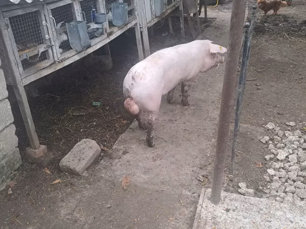Eber, Schweine — Republik Moldau