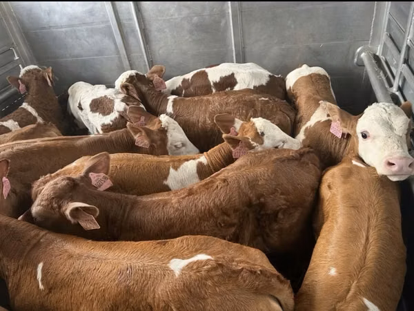 Buqa, Simmental cattle