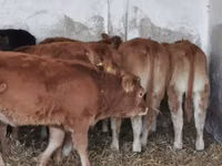 Bovine (lot, sex nespecificat), Bovine — foto 4
