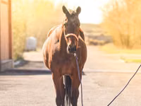 Yegua, Thoroughbred horse — foto 2