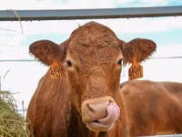 Bovine (lot, sex nespecificat), Vaca kazahă cu cap alb — foto 3