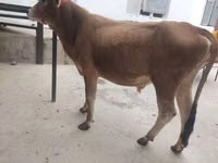 牛只（批次，未指定性别）, Cattle — 照片 3