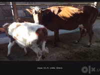 Kuh, Simmental cattle — Foto 3
