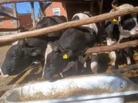 Bou, Rasa Holstein — foto 3
