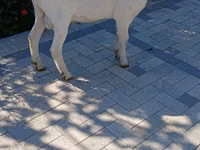 Cabro, Saanen goat — foto 2