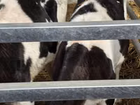 Bulle, Russian Black pied cattle — Foto 5