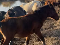 At, Mugalzhar horse — foto 3