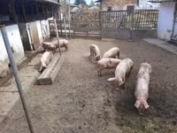 Scroafă, Porci — foto 1