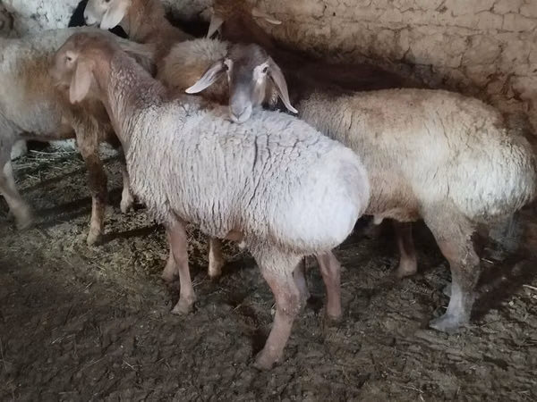 Carnero, Ovejas