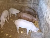 Boar, Pigs — photo 2