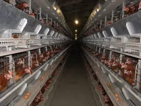 Premixuri pentru animale şi păsări — photo 3