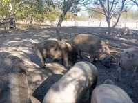 Schweine (Partie, Geschlecht nicht angegeben) — Foto 1