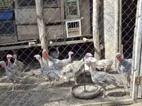 Turkeys — Foto 3
