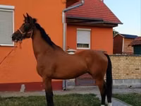 Cal, Dutch warmblood horse — foto 6