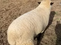 Berbec, Hampshire sheep — foto 2