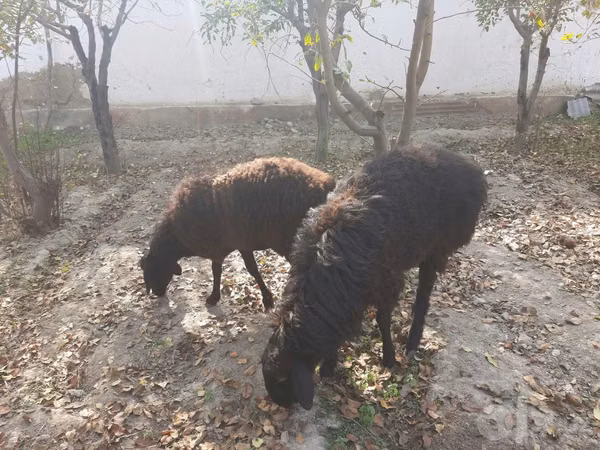 母羊, Sheep