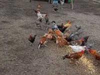 डेनिश हेन — फ़ोटो 4