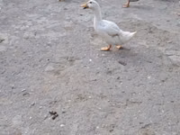 Ducks — الصورة 2