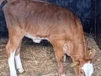 Cattle (batch, sex not specified), Simmental cattle — photo 2