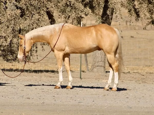 Cal, Quarter Horse