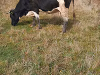 Vaca, Russian Black pied cattle — foto 1
