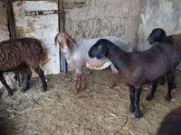母羊, Sheep — 照片 1