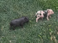 Porci (lot, sex nespecificat) — foto 5