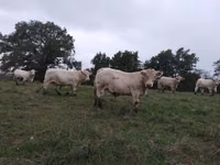 Buqa, Charolais cattle — 2-rasm