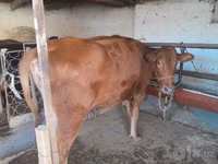 Vaca, Red Estonian cattle — foto 4