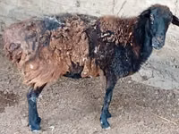 كبش, الأغنام — الصورة 3