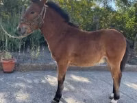 حصان, Welsh Cob — الصورة 1