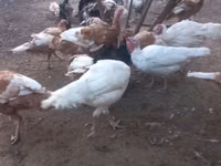 Blanca de pechuga ancha — foto 3