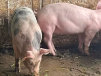 公猪, Pigs — 照片 5