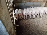 सूअर (लॉट, लिंग निर्दिष्ट नहीं), सूअर — फ़ोटो 2