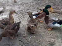 Ducks — 1-rasm