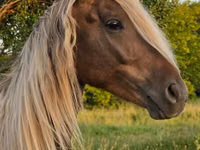 Cal, Friesian — foto 4