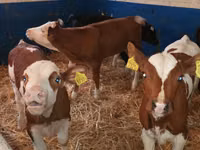 Bovine (lot, sex nespecificat), Simmental cattle — foto 4